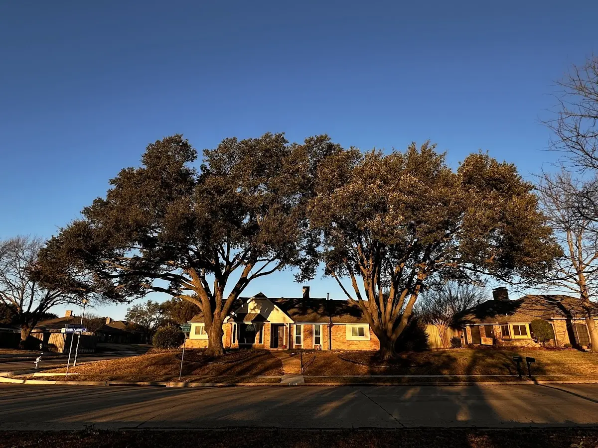 Established residential canopy tree shading a home in Blue Lake